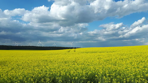 Scenic view of oilseed rape field against sky