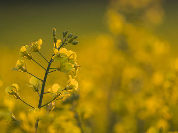 Close-up of fresh yellow flower plant