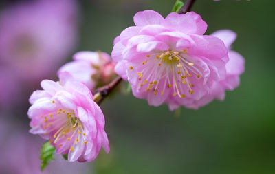 Close-up of pink cherry blossom