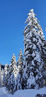 Low angle view of snow covered tree against blue sky