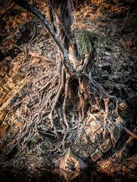 High angle view of tree roots on field