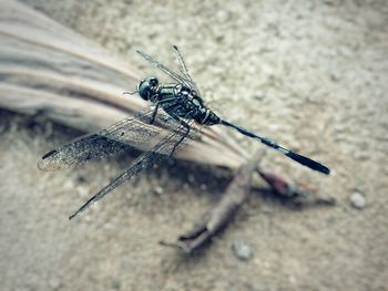 Close-up of damselfly on leaf