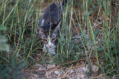 View of a cat on field