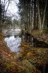 Scenic view of lake in forest