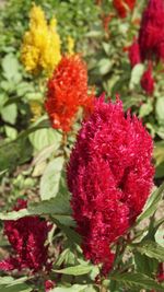 Close-up of red flowers