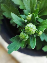 High angle view of flowering plant