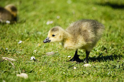 High angle view of ducklings on field