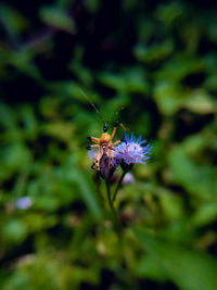 Close-up of butterfly pollinating on purple flower