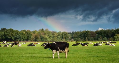 Cows grazing in a field with rainbow