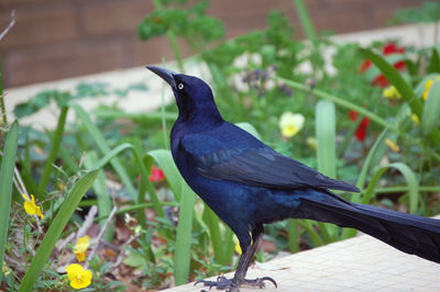 Close-up of bird perching in garden