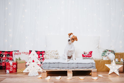 Jack russell dog sitting on comfortable cushion over christmas decoration at home or studio.