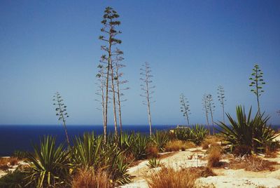 Plants against clear blue sky