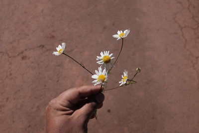 Cropped hand of man white daisies against field