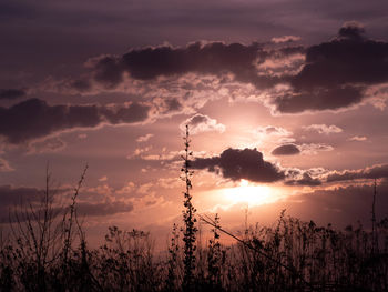 Silhouette plants on field against sky during sunset