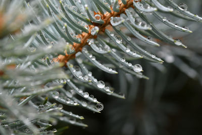 Close-up of wet plant during rainy season