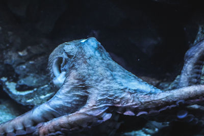 Close-up of turtle swimming in aquarium