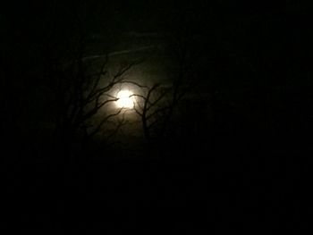 Low angle view of illuminated trees against sky at night