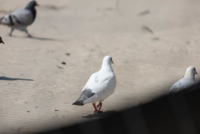 bird