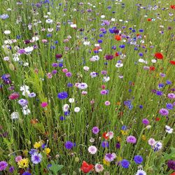 Purple flowering plants on field