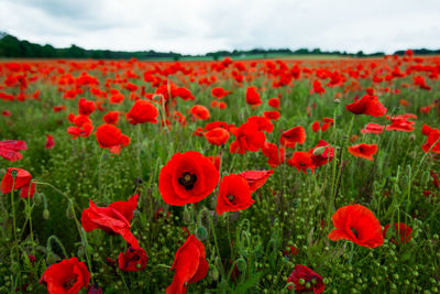 Close-up of poppies blooming on field against sky