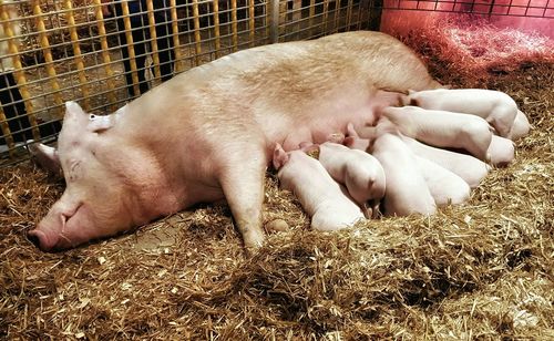 High angle view of sheep sleeping in pen