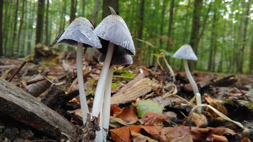 Close-up of fresh mushroom in forest