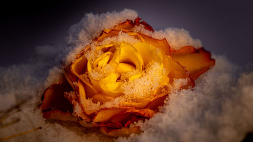 Close-up of orange flower