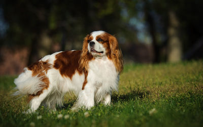 Close-up of cavalier king charles spaniel resting on field