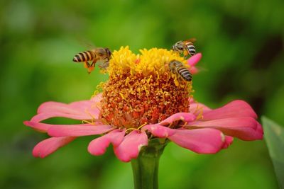 Close-up of honey bee on flower