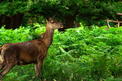 Deer standing in a forest