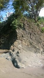 View of tree on sand