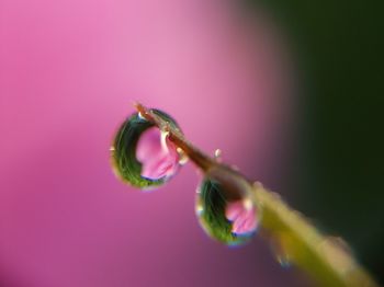 Close-up of insect on pink flower