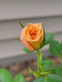 Close-up of yellow flower