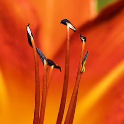 Close-up of red flower