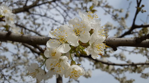 Low angle view of cherry blossom