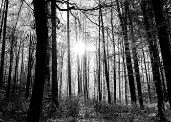 Low angle view of trees in forest