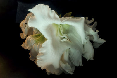 Close-up of white flower over black background