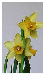 Close-up of yellow flowers