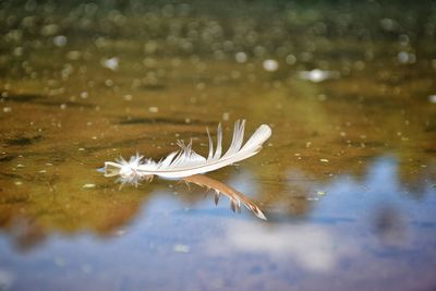 Close-up of wet flower on lake