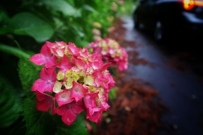 Close-up of pink flowers blooming outdoors