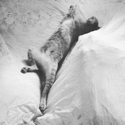 High angle view of cat sleeping on bed