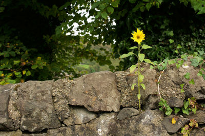 Close-up of yellow flowering plant on rock