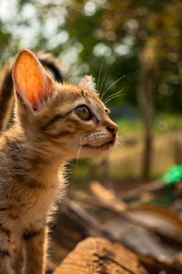 Curious cat, happy feline, natural wildlife, small to medium-sized, outdoor portrait.