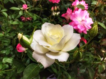 Close-up of flowers blooming outdoors