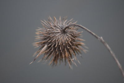 Close-up of dried plant against white background