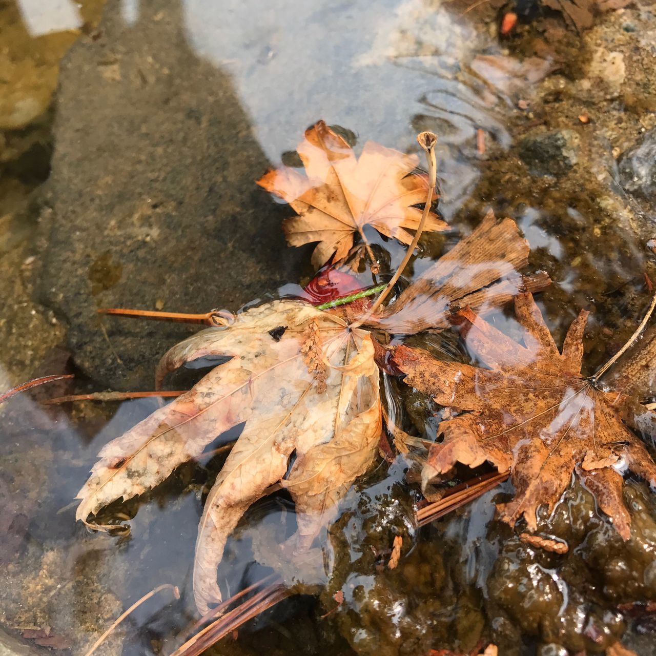 HIGH ANGLE VIEW OF AUTUMN LEAF ON GROUND