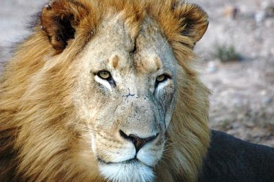 Close-up portrait of lion