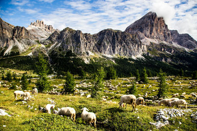 Sheep on landscape against mountains