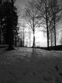 Bare trees on landscape