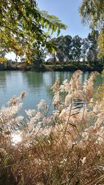 Scenic view of lake in forest against sky